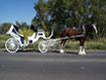 Wedding Carriage!!